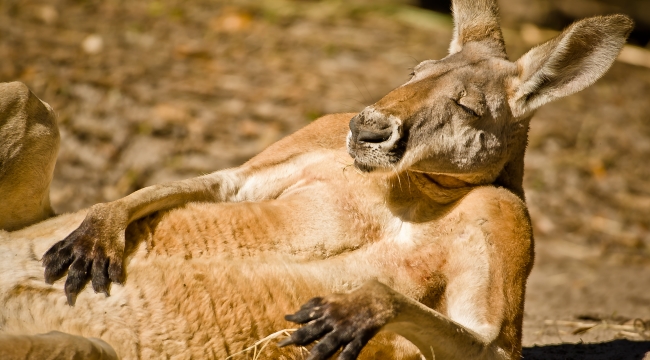 Hayvanlar için "Google Çeviri" üretmek mümkün