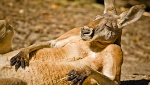 Hayvanlar için "Google Çeviri" üretmek mümkün