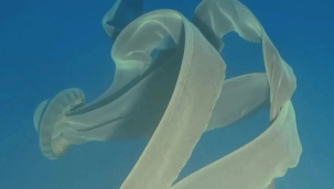 Dev deniz canlısı S. gigantea görüntülendi 