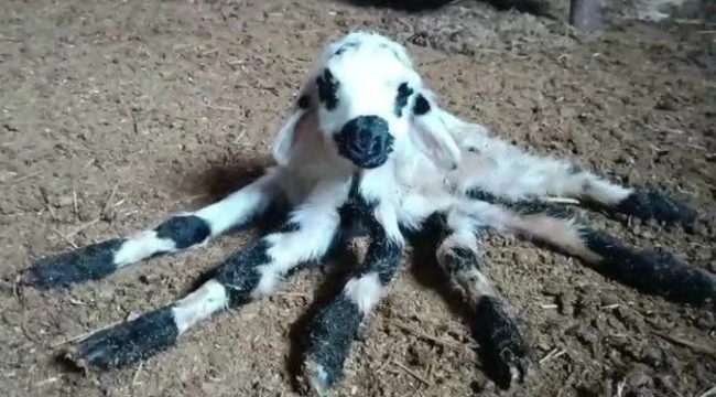 Diyarbakır'da bir kuzu, 6 bacaklı doğdu