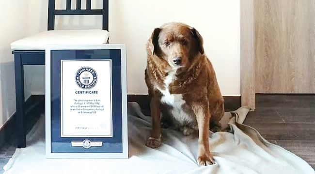 Dünyanın en yaşlı köpeği 30 yaşındaki Bobi oldu