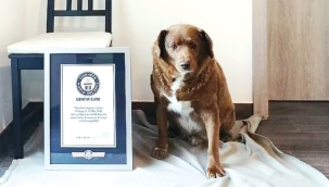 Dünyanın en yaşlı köpeği 30 yaşındaki Bobi oldu