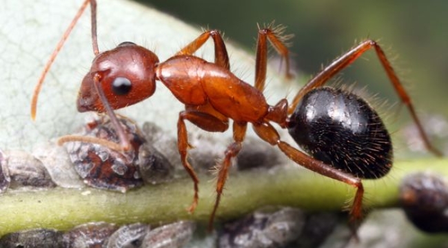 Karıncalar, kanseri koklayarak anlayabiliyor
