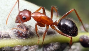 Karıncalar, kanseri koklayarak anlayabiliyor