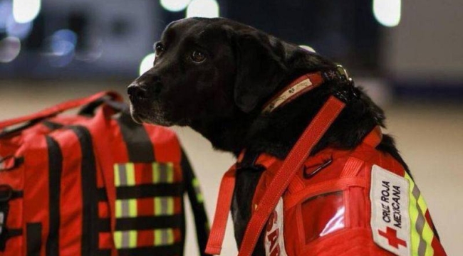 Meksika'nın arama kurtarma köpekleri geliyor