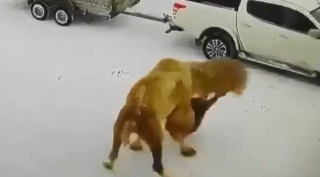 Rusya'da deve, ona yumruk atan sahibini öldürdü
