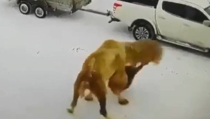 Rusya'da deve, ona yumruk atan sahibini öldürdü