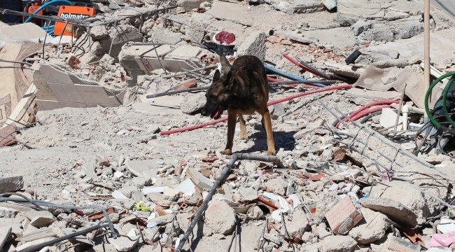 Tetik isimli köpek Hatay'da 15 kişiyi kurtardı