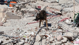 Tetik isimli köpek Hatay'da 15 kişiyi kurtardı