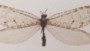 ABD'de kadim bir türe ait böcek keşfedildi