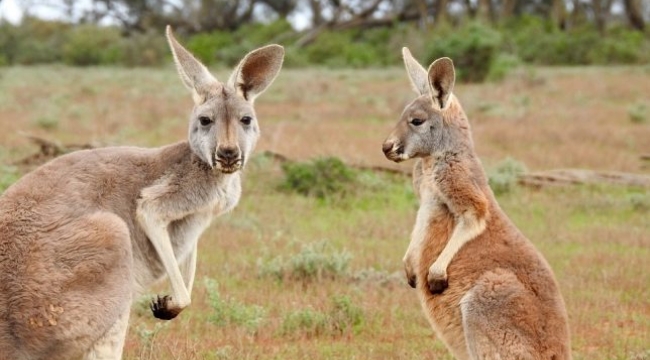 Avustralya'da kanguru itlafı için 5 milyon kota