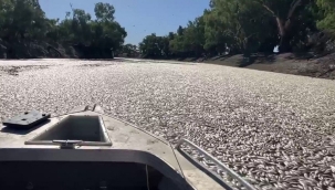 Avustralya'da kuraklıktan milyonlarca balık öldü