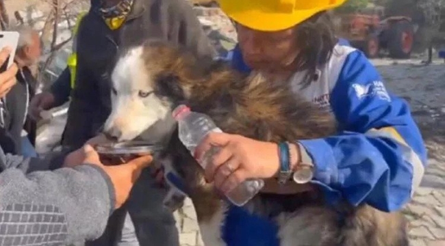Enkaz altında kalan köpek 22. günde kurtarıldı