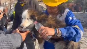 Enkaz altında kalan köpek 22. günde kurtarıldı