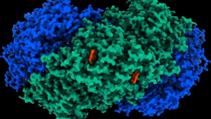 Hidrojenden elektrik üretebilen enzim keşfedildi