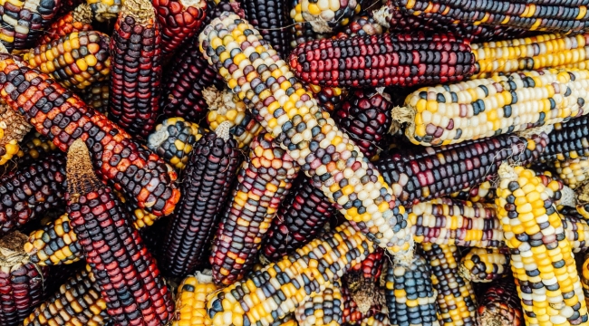 İngiltere'de GDO'lu gıda geliştirmek artık yasal