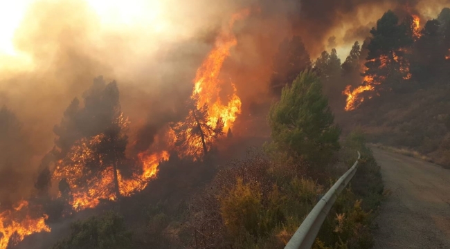 İspanya'nın Valencia şehrinde orman yangını