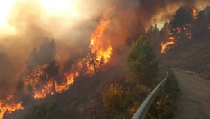 İspanya'nın Valencia şehrinde orman yangını