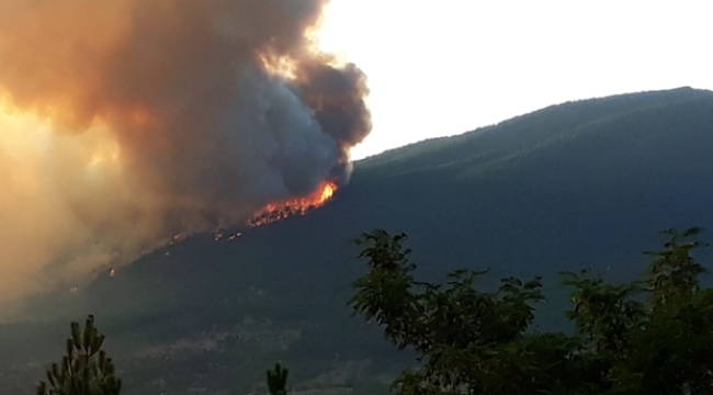 Kastamonu/Doğanyurt'ta orman yangını 