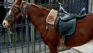 Konya'da alkollü olarak atıyla dolaşan kişiye ceza