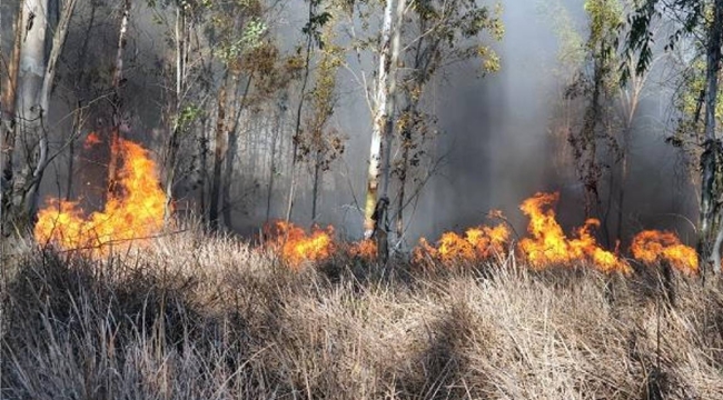 Tarsus'ta orman yangını çıktı