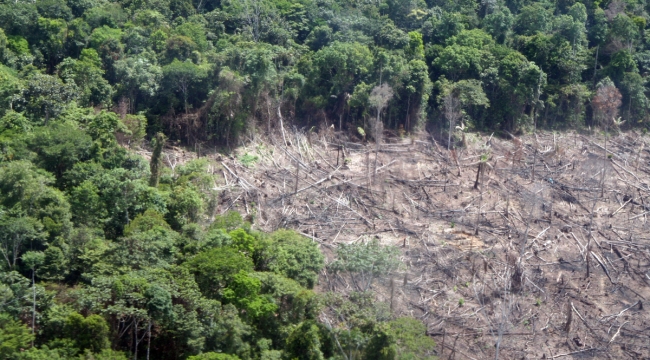 Amazonlar'da orman tahribatı 1 yılda %62 arttı
