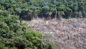 Amazonlar'da orman tahribatı 1 yılda %62 arttı