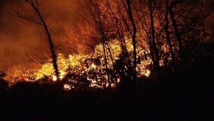Trabzon'da orman yangını