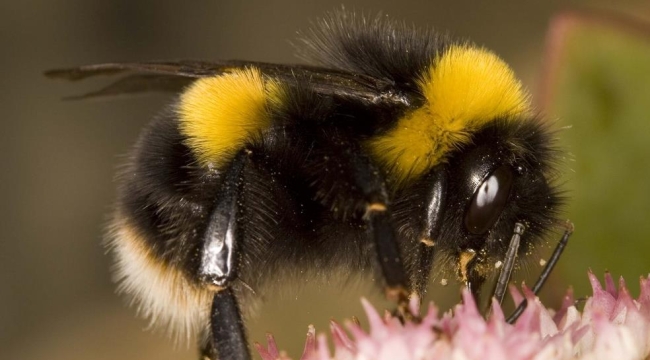 Yaban arıları tecrübe aktarımı yapabiliyor