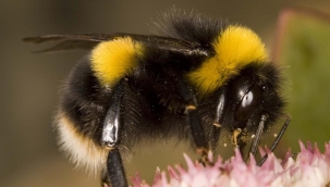 Yaban arıları tecrübe aktarımı yapabiliyor