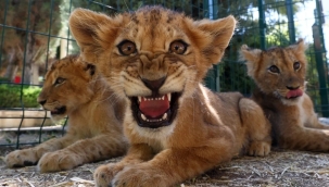 Ankara'da hayvanat bahçesi Aslan Diyarı kapatıldı