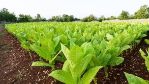 Bitkilerin stres altında ses yaydığı keşfedildi