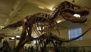 T-Rex iskeleti 6,2 milyon $'a alıcı buldu