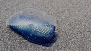 Kaliforniya kıyılarını tuhaf mavi canlılar kapladı