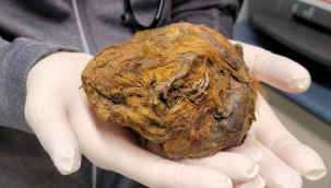 Kanada'da 30 bin yıllık donmuş sincap bulundu