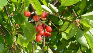 Manisa'da sezonun ilk kirazı 800 TL'den satıldı 