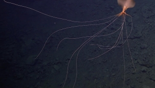 Nadir görülen derin deniz kalamarı görüntülendi