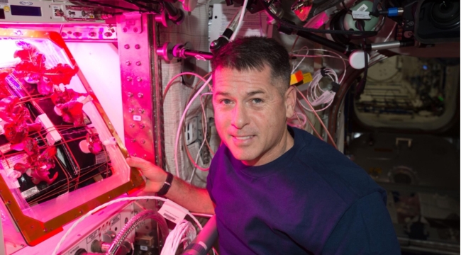 NASA'nın uzay domatesleri 15 Nisan'da Dünya'da