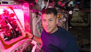 NASA'nın uzay domatesleri 15 Nisan'da Dünya'da