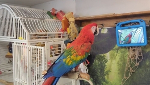 Papağanlar birbirlerini görüntülü aramayı öğrendi