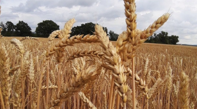 Polonya, Ukrayna'dan gıda ithalatını yasakladı