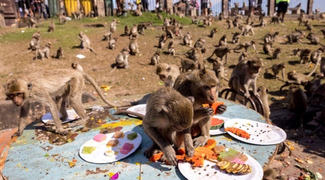 Sri Lanka Çin'e borcunu maymunlarla ödeyecek