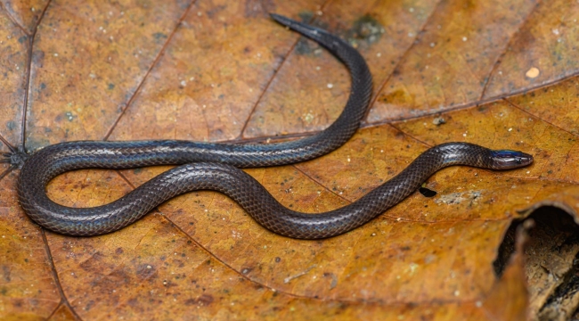 Takla atan bir yılan ilk kez görüntülendi