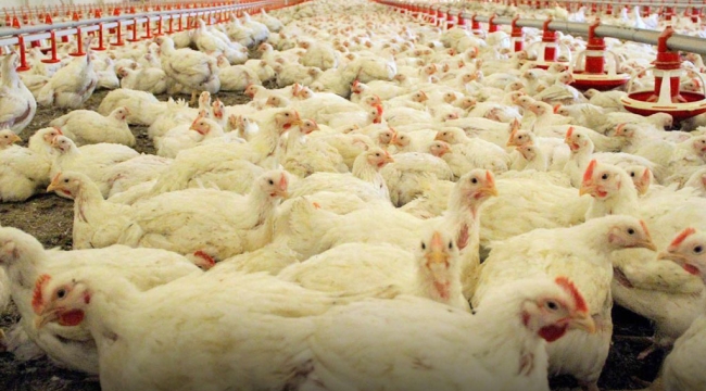 TÜİK: ''Tavuk eti üretimi 2022'ye göre %3 azaldı''