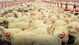 TÜİK: ''Tavuk eti üretimi 2022'ye göre %3 azaldı''