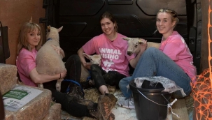 Aktivistler Kral Charles'ın kuzularını çaldı