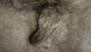 Almanya'da 300 bin yıllık ayak izleri keşfedildi