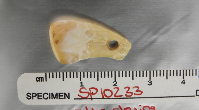 Antik kolyeden DNA kalıntıları elde edildi