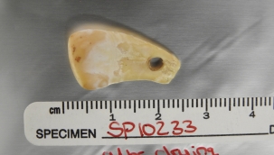 Antik kolyeden DNA kalıntıları elde edildi