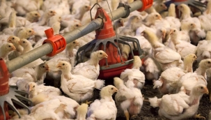 Brezilya'da hayvan sağlığı acil durumu ilan edildi